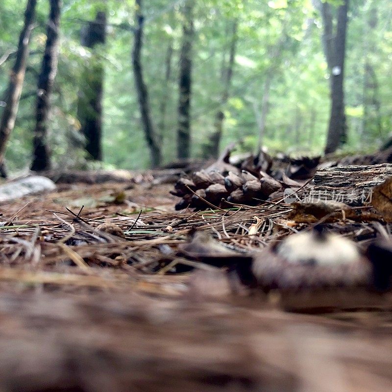 Scenes from a Forest  - Northeast USA - Ant’s Eye View